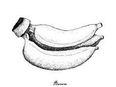 水果插图手画草图新鲜的成熟的和甜蜜的香蕉孤立的白色背景