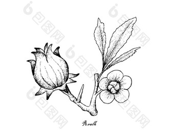 水果插图手画草图新鲜的芙蓉萨达里法洛神葵植物与花朵叶子和水果孤立的白色背景