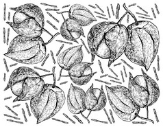 水果插图背景手画草图新鲜的角醋栗goldenberry酸浆属秘鲁