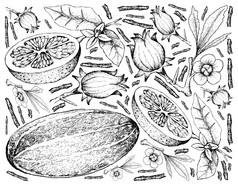 水果插图手画草图泰国甜瓜洛神葵和葡萄柚水果孤立的白色背景