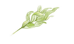 插图phlebodium金黄色葡萄球菌金蛇蕨类植物叶白色背景