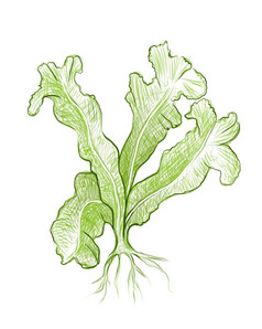 插图绿色鸟rsquo巢蕨类植物Asplenium尼杜斯植物为花园装饰
