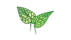 生态概念插图monstera秘鲁卡斯泰尼亚努姆植物