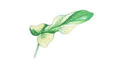 生态概念插图绿色叶喜林芋双烯腈小提琴叶喜林芋植物