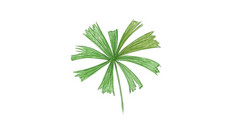 生态概念插图licuala斯皮诺萨红树林风扇棕榈热带植物日益增长的温暖的温带气候
