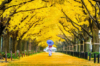 美丽的女孩穿日本传统的和服行<strong>黄色</strong>的<strong>银杏树</strong>秋天秋天公园东京日本
