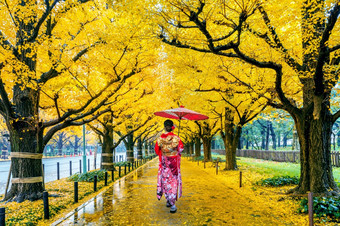亚洲女人穿日本传统的和服行<strong>黄色</strong>的<strong>银杏树</strong>秋天秋天公园东京日本