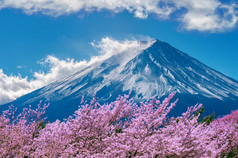 富士山和樱桃花朵春天日本