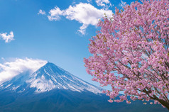 富士山和樱桃花朵春天日本