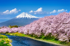 富士山和樱桃花朵春天日本