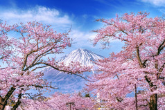 富士山和樱桃花朵春天日本