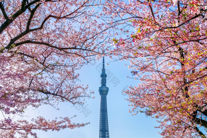 东京日本4月美丽的樱桃花朵和东京天空树春天东京日本