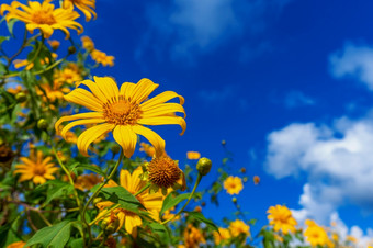 树金盏花墨西哥花盛开的和蓝色的天空