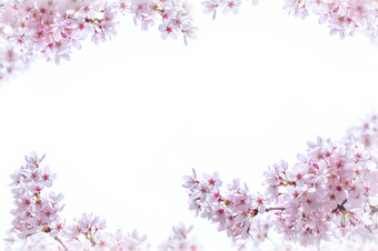樱桃花朵盛开的春天春天背景樱桃花朵自然与软焦点