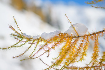 第一个秋天降雪的仍然黄色的落叶松