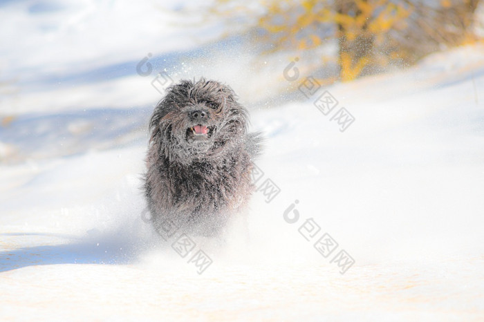 毛茸茸的黑色的狗运行的第一个秋天降雪