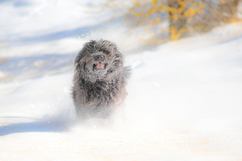 毛茸茸的黑色的狗运行的第一个秋<strong>天降</strong>雪