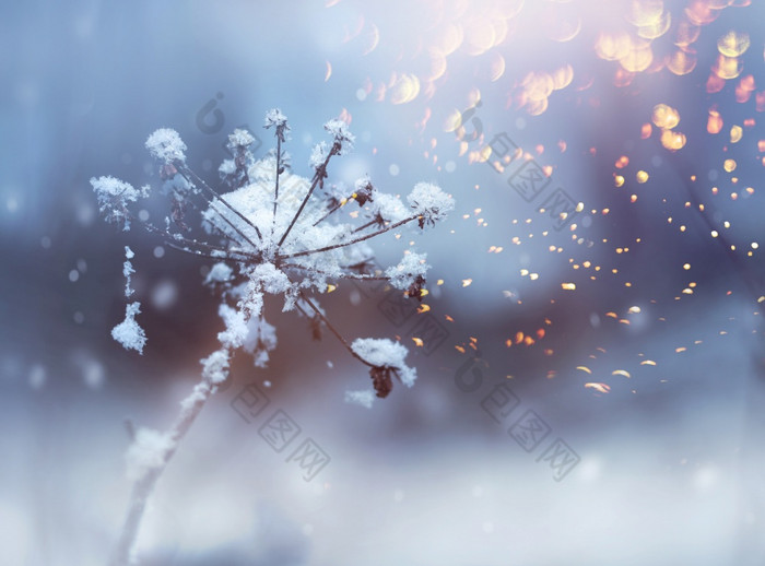 冻花嫩枝美丽的冬天降雪晶体闪闪发光的背景冻花嫩枝冬天降雪