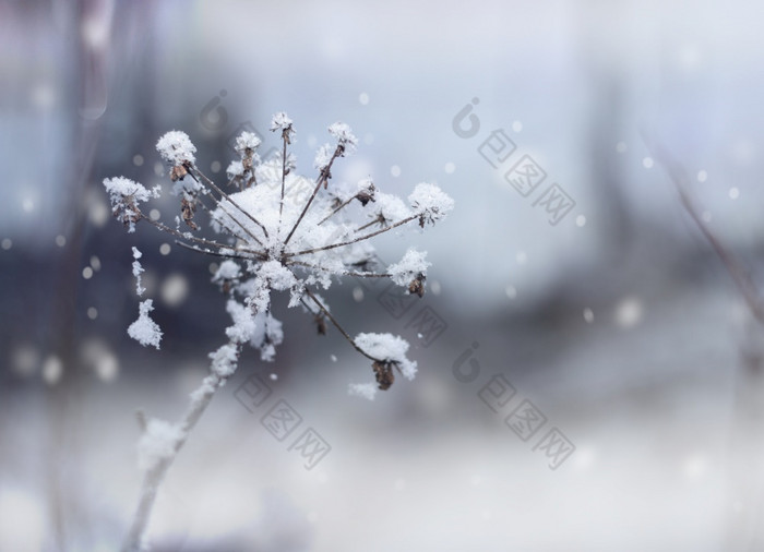 冻花嫩枝美丽的冬天降雪背景冻花嫩枝冬天降雪