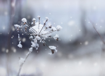 冻花嫩枝美丽的冬天降雪背景冻花嫩枝冬天降雪