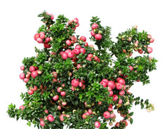 圣诞节常绿佩内特亚植物与红色的浆果孤立的白色圣诞节常绿佩内特亚植物