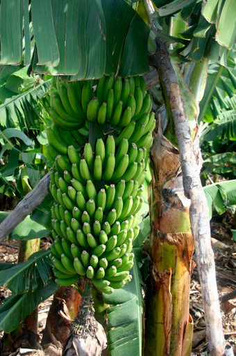 群新鲜的绿色香蕉香蕉农场树新鲜的香蕉