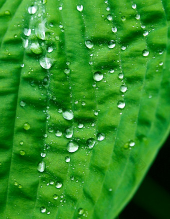 小清晰的滴水绿色植物叶