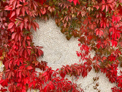 红色的秋天维吉尼亚州叶子他来了对石头墙