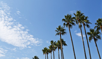 的著名的棕榈树衬里的大道克鲁瓦塞特的城市戛纳法国的天空是蓝色的与几白色云而且的光从的左手边戛纳位于的法国里维埃拉而且著名的为举办的年度戛纳电影节日