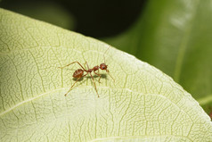 关闭红色的蚂蚁绿色叶自然泰国