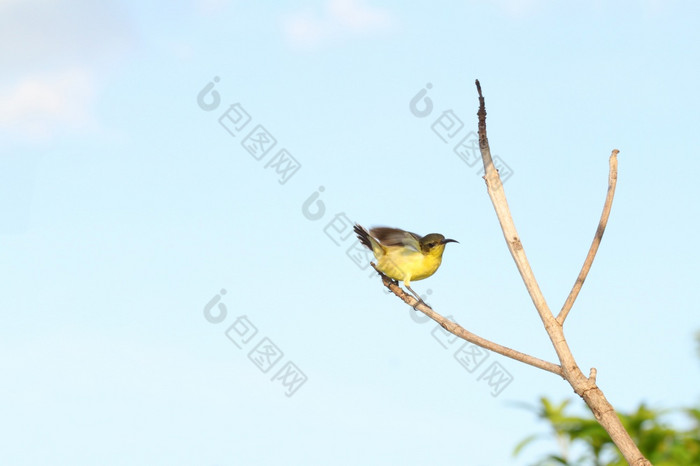 的黄色的黄鹂鸟行动可爱的坚持树花园泰国