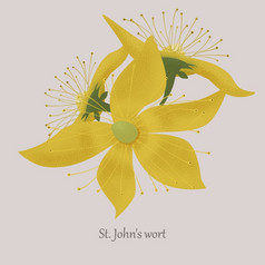 约翰rsquo麦汁草布鲁姆与黄色的花药用草本植物灰色的背景约翰rsquo麦汁草布鲁姆与黄色的花
