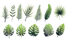 集绿色叶子蕨类植物热带树叶子不同的形状与梯度填满集绿色叶子蕨类植物热带树