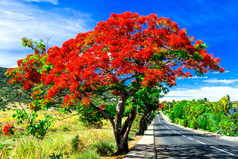 盛开的红色的花著名的树毛里求斯岛艳丽的火焰树