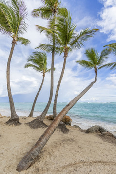 棕榈树的热带加勒比海滩