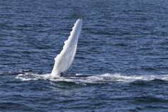 鲸鱼看经验从的海岸大西洋