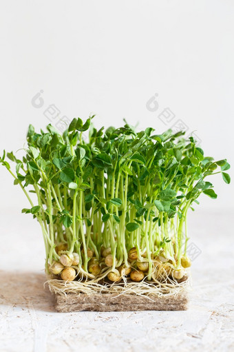 豌豆在与种子和根发芽微绿色黄麻在成长垫发芽在的麻可生物降解的垫发芽豌豆种子日益增长的媒介为在