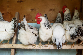 鸡的鸡笼母鸡农场公鸡和母鸡的母鸡房子