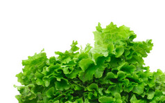 选择新鲜的混合绿色沙拉叶子绿色沙拉叶子