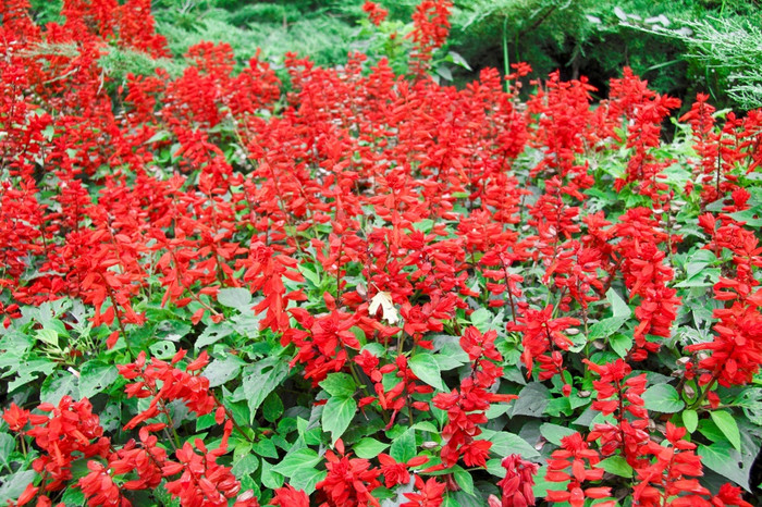 红色的花背景纹理红色的花背景
