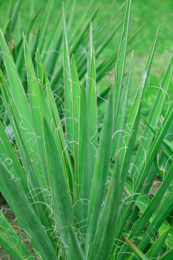 特写镜头<strong>绿色植物</strong>关闭特写镜头<strong>绿色植物</strong>