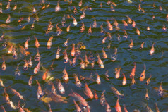 色彩斑斓的锦 鲤鱼的水小龙虾鲤鱼