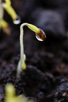 绿色发芽日益增长的从地面露湿的年轻的叶子发芽植物春天背景花园