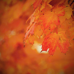 秋天背景美丽的色彩斑斓的叶子树自然秋天时间