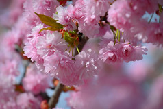 春天时间美丽的开花树春天自然和色彩斑斓的背景日本樱桃樱花