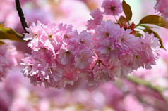 美丽的开花树春天色彩斑斓的背景与花自然春天时间不错的阳光明媚的一天