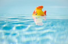 红色的玩具鱼采取浴游泳池浅深度场和复制空间红色的玩具鱼游泳池