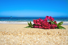 热带海滩花铺设的沙子与波而且蓝色的天空的背景