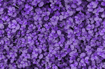 植物有创意的<strong>爽肤水</strong>紫色的背景图像