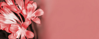 美丽的明亮的粉红色的花非洲高粱莉莉君子兰miniata全景健美的图像